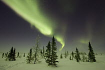 Northern lights or aurora borealis over frozen tundra and white spruce, boreal forest, North America