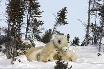 Polar Bear (Ursus maritimus) two three month old cubs and mother resting among white spruce, vulnerable, Wapusk National Park, Manitoba, Canada