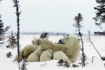 Polar Bear (Ursus maritimus) trio of three month old cubs nursing on resting mother amid white spruce, vulnerable, Wapusk National Park, Manitoba, Canada