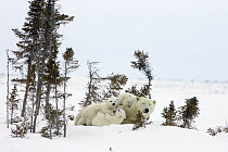 Polar Bear (Ursus maritimus) trio of three month old cubs and mother resting among white spruce, cubs playing and climbing on mother, vulnerable, Wapusk National Park, Manitoba, Canada