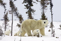 Polar Bear (Ursus maritimus) trio of three month old cubs and mother among white spruce, vulnerable, Wapusk National Park, Manitoba, Canada