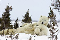 Polar Bear (Ursus maritimus) trio of three month old cubs nursing on mother among white spruce, vulnerable, Wapusk National Park, Manitoba, Canada