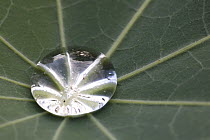 Water drop in leaf of lupine, Germany