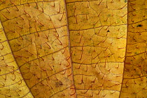 Melastoma (Melastomataceae) leaf detail showing veination, San Cipriano, Cauca, Colombia
