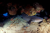 Nurse shark resting in cave. (Ginglymostoma cirratum) Pacific