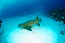 Nurse shark (Ginglymostoma cirratum) Caribbean
