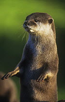 Oriental small clawed otter (Aonyx cinerea) captive, from Asia