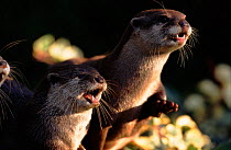 Oriental small clawed otters (Aonyx cinerea) C Native Asia, photographed UK