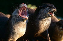Oriental small clawed otters (Aonyx cinerea) vocalising, Captive, from Asia