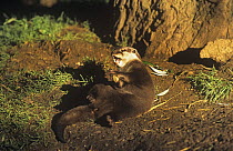 Oriental small clawed otter (Aonyx cinerea) playing with a stone, captive, from Asia