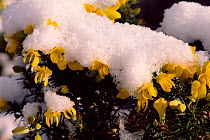 Gorse covered in snow. March. (Ulex europaeus) Scotland. snow, spring, flowers, Furze.