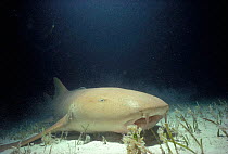 Nurse shark rests on seabed {Ginglymostoma cirratum} Bimini, Caribbean.