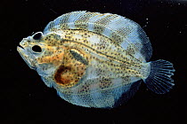 Turbot fish juvenile