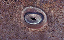 Tawny nurse shark eye, close-up {Nebrius ferrugineus} Indo Pacific