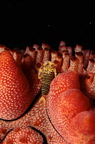 Bumble-bee shrimp on Ananas sea cucumber {Thelenota ananas}, Indo-Pacific.