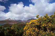 Gorse bush {Ulex europaeus} with mountains in background.  Wester Ross, Scotland, UK