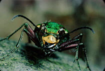 Green tiger beetle {Cicindela campestris} Scotland