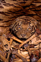 Tiger skin, skull and bones {Panthera tigris} illegal trade, India
