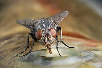 Common bluebottle fly adult close-up
