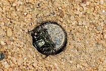 Tiger beetle larva visible at entrance to underground burrow {Cicindela hybrida} Germany