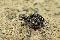 Tiger beetles mating {Cicindela hybrida} Germany