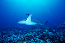 Pregnant Tawny nurse shark, {Nebrius ferrugineus} Anderman Sea, Indian Ocean