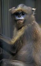 Guizhou snub nosed monkey {Pygathrix / Rhinopithecus brelichi} China, Endangered