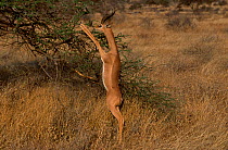 RF- Male Gerenuk (Litocranius walleri) standing on hind legs feeding on Acacia. Samburu National Reserve, Kenya. (This image may be licensed either as rights managed or royalty free.)