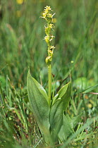 Fen orchid {Liparis loeselii} Wales, UK