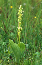 Fen orchid {Liparis loeselii} Wales, UK