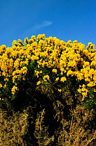 Gorse bushes in flower {Ulex europaeus} UK
