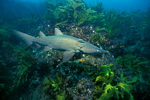 Juvenile Sand tiger / Grey Nurse shark {Carcharias taurus} New South Wales, Australia  (Non-ex).