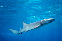 Nurse shark profile {Ginglymostoma cirratum} Bahamas, Caribbean  (Non-ex).