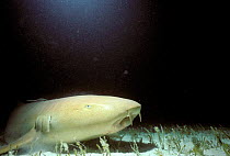 Nurse shark {Ginglymostoma cirratum} rests on seabed, Bimini, Bahamas, Caribbean Sea.