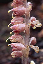 Toothwort (Lathraea squamaria) parasitic on trees, Bristol, UK