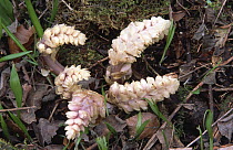 Toothwort (Lathraea squamaria) UK