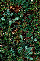 White spruce cones {Picea glauca} on tundra, NW Territories, Canada.