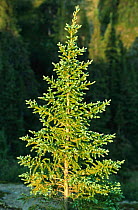 White spruce tree {Picea glauca} Northwest Territories, Canada