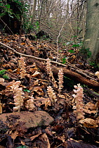Toothwort {Lathraea squamaria} in leaf litter, Leigh woods, Bristol, UK.