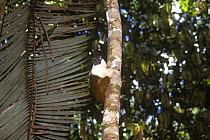 Pied bare faced tamarin {Saguinus bicolor bicolor}  in rainforest, Brazil, Endangered