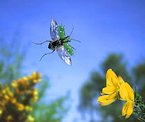 Green tiger beetle in flight. England. Captive digital composite {Cicindela campestris}