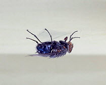 Common Bluebottle Fly (Calliphora vomitoria) on ceiling. Digital composite, UK.
