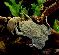Surinam Toad (Pipa pipa) captive.