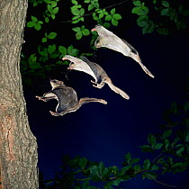 RF- Southern flying squirrel (Glaucomys volans) landing on tree, multiple exposure. (This image may be licensed either as rights managed or royalty free.)