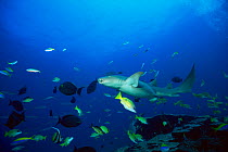 Tawny nurse shark {Nebrius ferrugineus} amongst tropical fish, Andaman Sea, Thailand