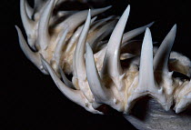 Teeth of Sand tiger shark {Carcharias taurus} or Grey nurse shark {Odontaspis taurus}