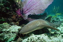 Nurse shark on seabed {Ginglymostoma cirratum} Bahamas