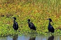Three Black herons {Egretta ardesiaca} Botswana