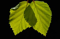 RF- Birch leaves (Betula pendula), Sweden. (This image may be licensed either as rights managed or royalty free.)