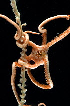 Brittlestar (Ophiurida) attached to Sea Pen (Pennatulid), deep sea Atlantic ocean